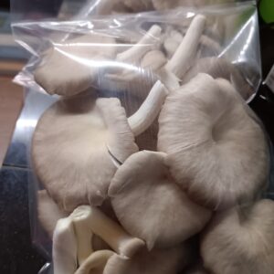 Fresh Grey Oyster Mushroom