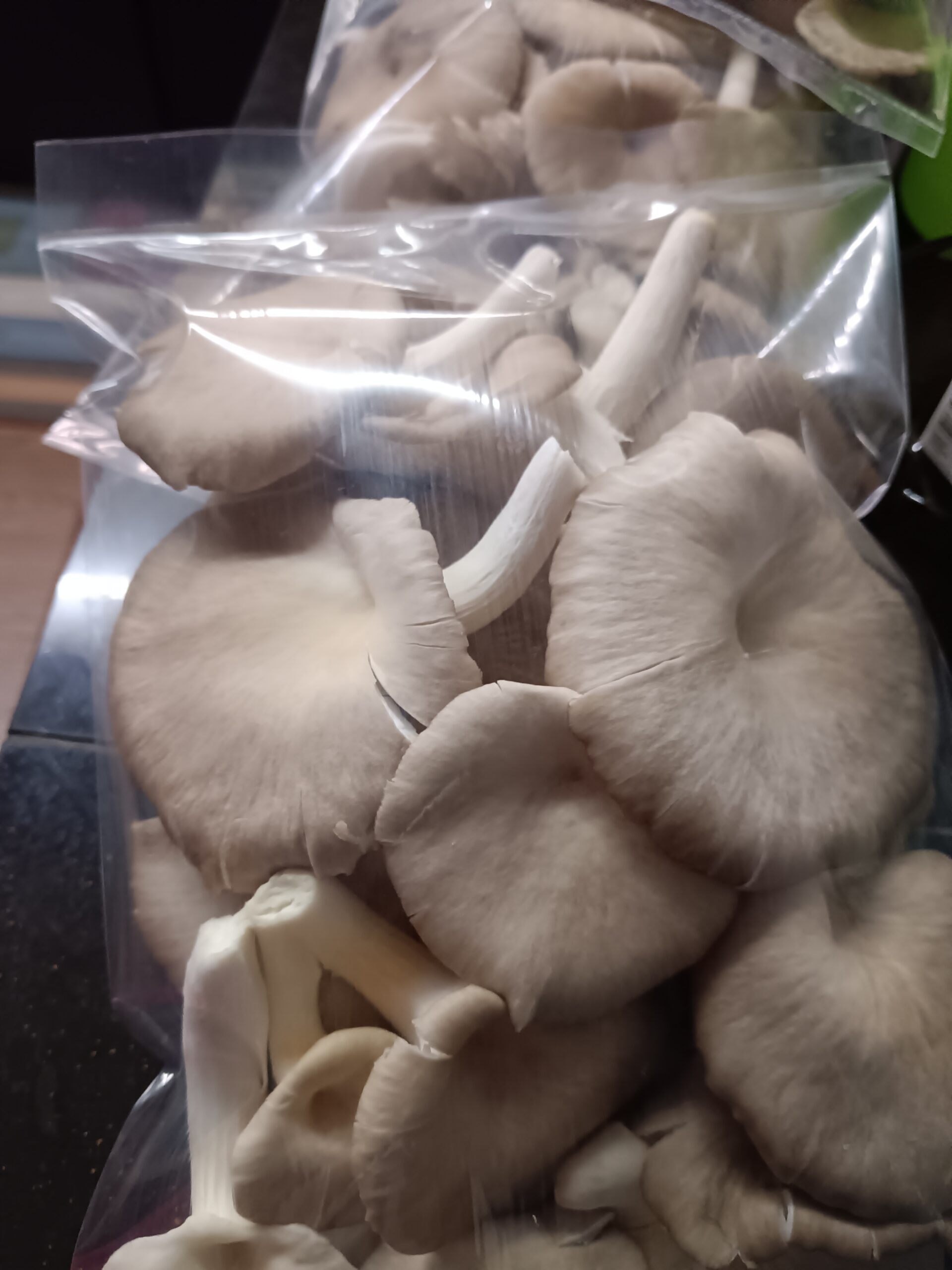 Fresh Grey Oyster Mushroom